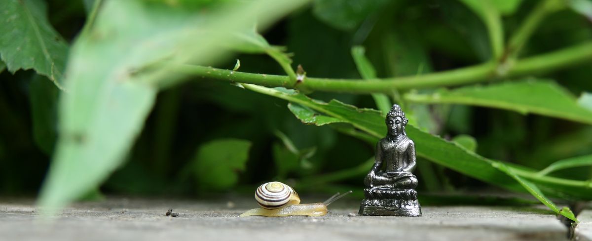 Buddha und Schnecke