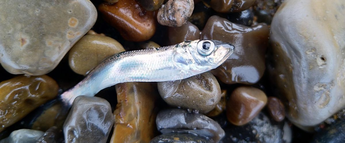 Fisch als Matsyendra