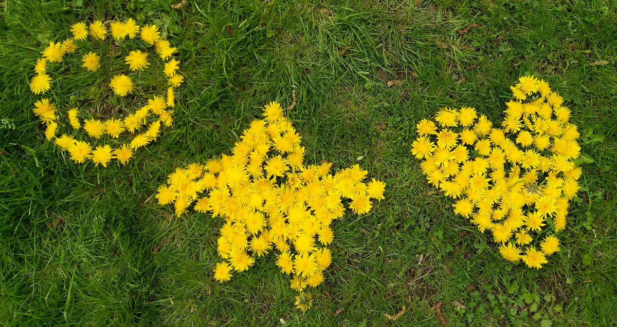 Smiley, Stern und Herz mit Löwenzahnblüten auf der grünen Wiese gelegt