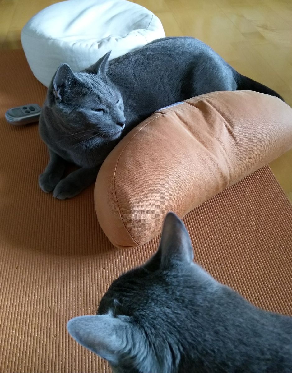 Meditation mit Katern